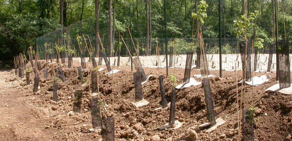 opere forestali bologna