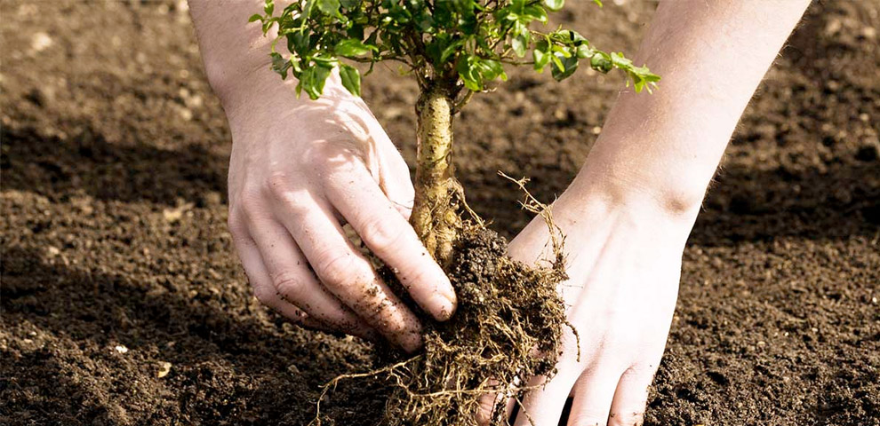 Ripristino aree incolte Modena