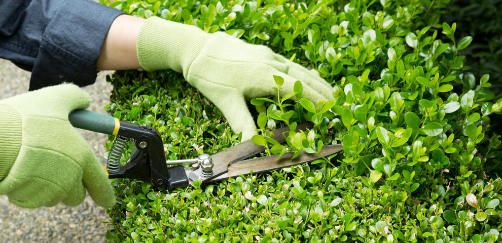 taglio siepi bologna