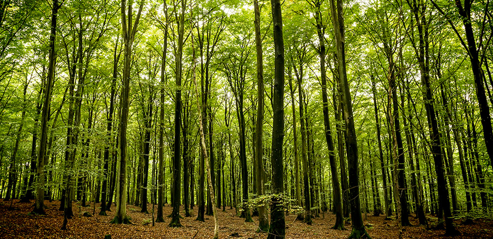 pulizia sottoboschi Bologna