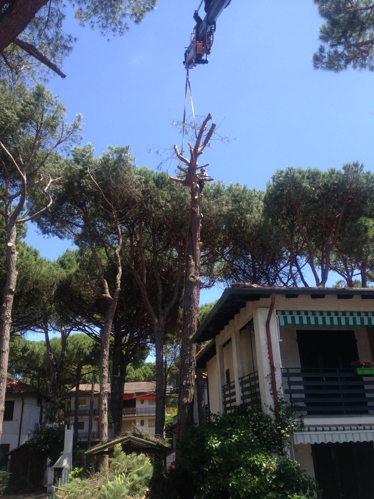 Abbattimento Piante Ferrara