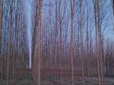 A’m vien sira adoss ovvero il Giardiniere Urgente, anche a Natale.